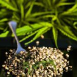 Hemp Seeds Uncovered: Nature’s Tiny Nutritional Powerhouses
